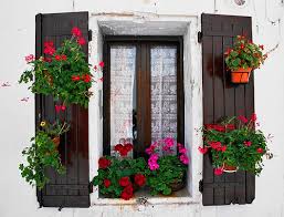 Kvety pre vaše okná
